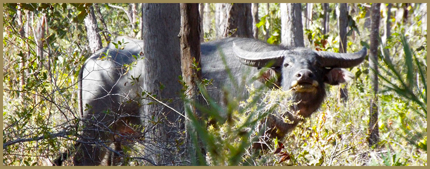 NZ Trophy Hunting Australian hunts
