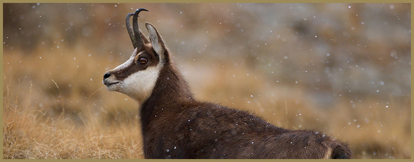 chamois hunting