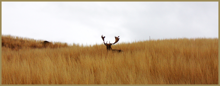 fallow deer