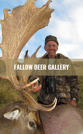 Fallow Deer gallery