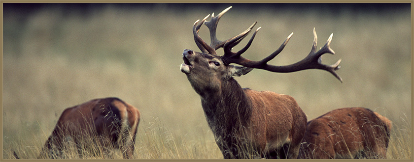 NZ Trophy Hunting banner