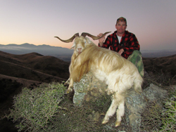 arapawa ram