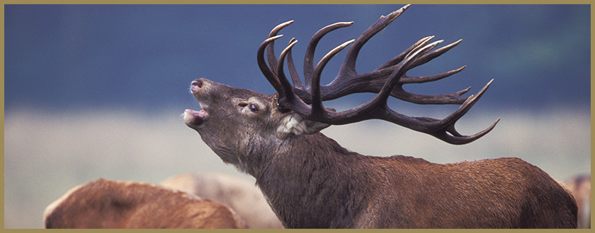 Red stag