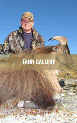 tahr gallery