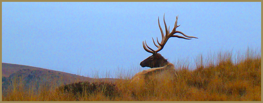 wapiti