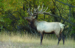 wapiti 2